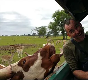 A very committed cow, tongue out