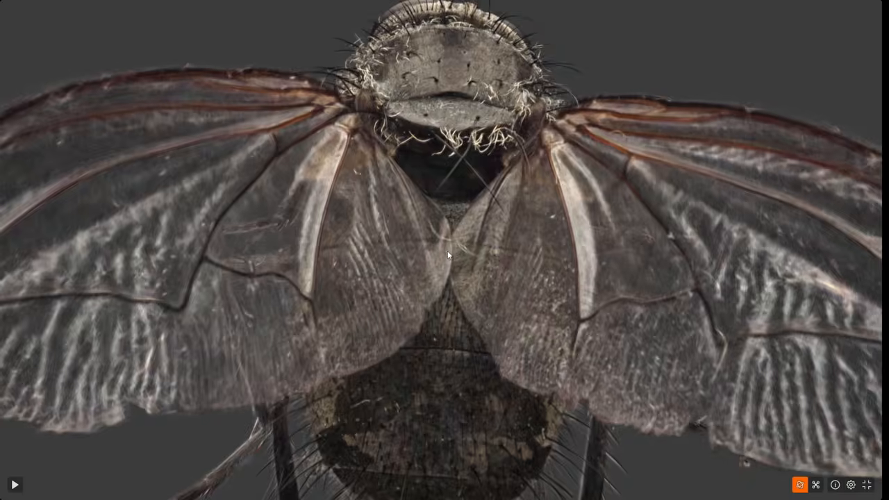 An extreme close-up macro Gaussian splat of a fly, demonstrating the technology's ability to render translucent wings and tiny hairs.