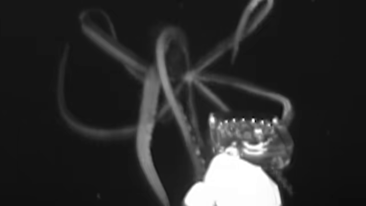Deep-sea giant squid encounter footage