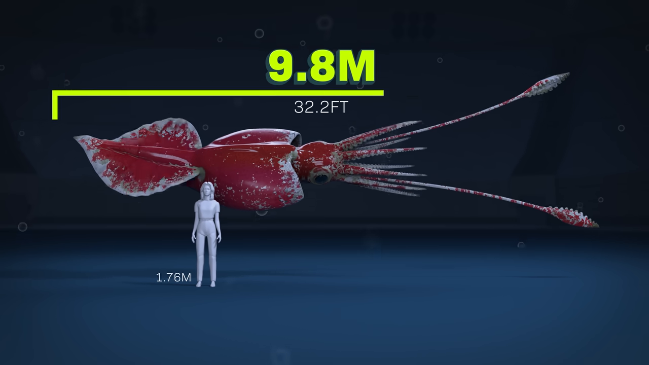 [00:48] A size  graphic showing a 9.8m Colossal Squid scaled next to a 1.76m human.